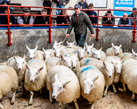 3 First Prize Pen of North Country Cheviots from Stuart Gray Great Ryall sold for 110 per head